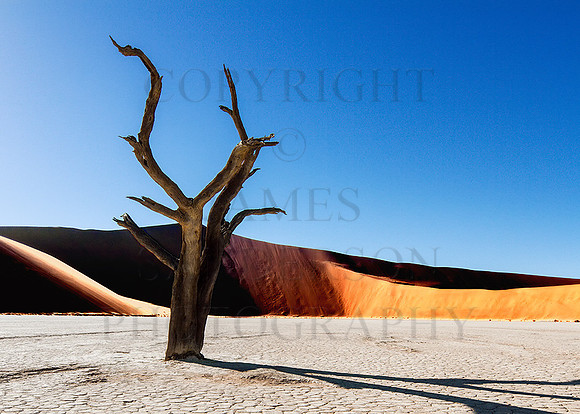 Camel Thorn Tree At The Dead Vlei