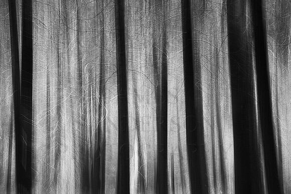 Ghost Forest