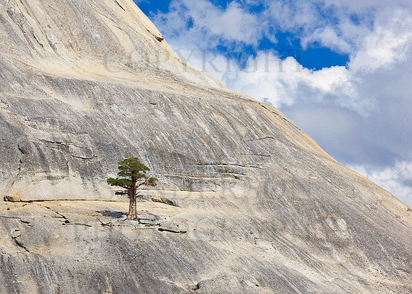 Exposed Pine